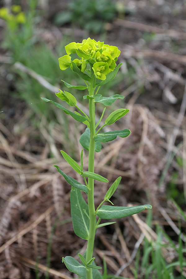 Изображение особи Euphorbia iberica.