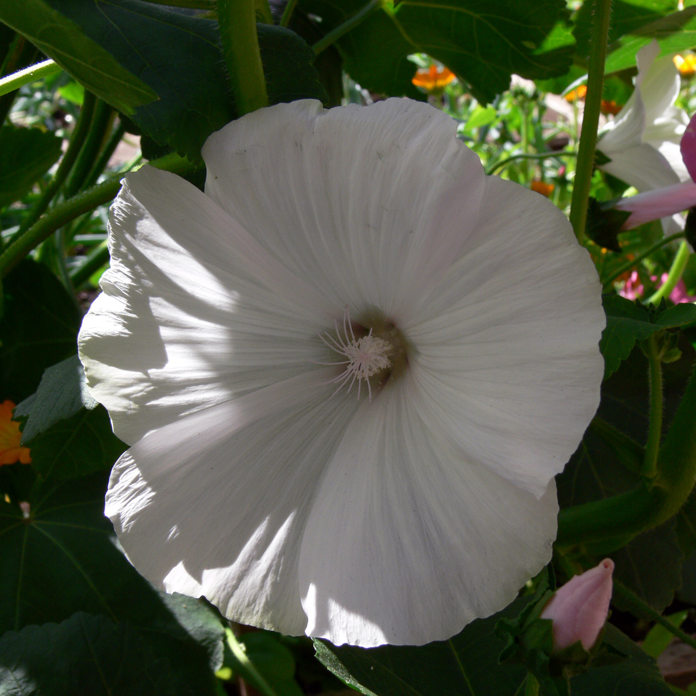 Image of Malva trimestris specimen.