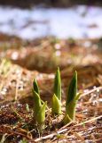 Veratrum lobelianum