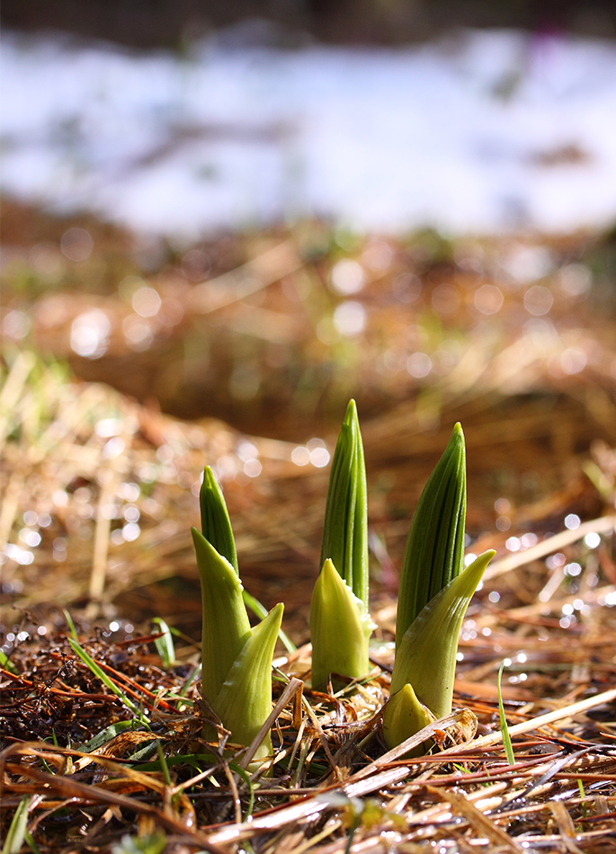 Изображение особи Veratrum lobelianum.