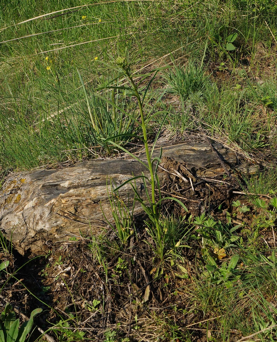 Image of Erysimum canescens specimen.