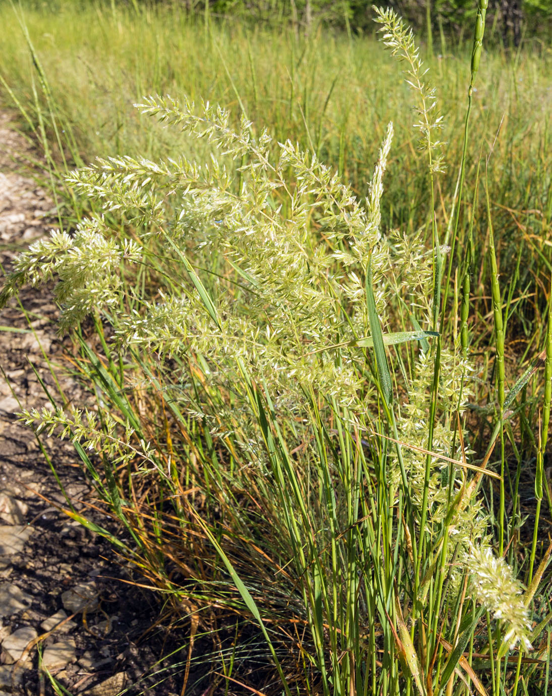 Image of Koeleria macrantha specimen.