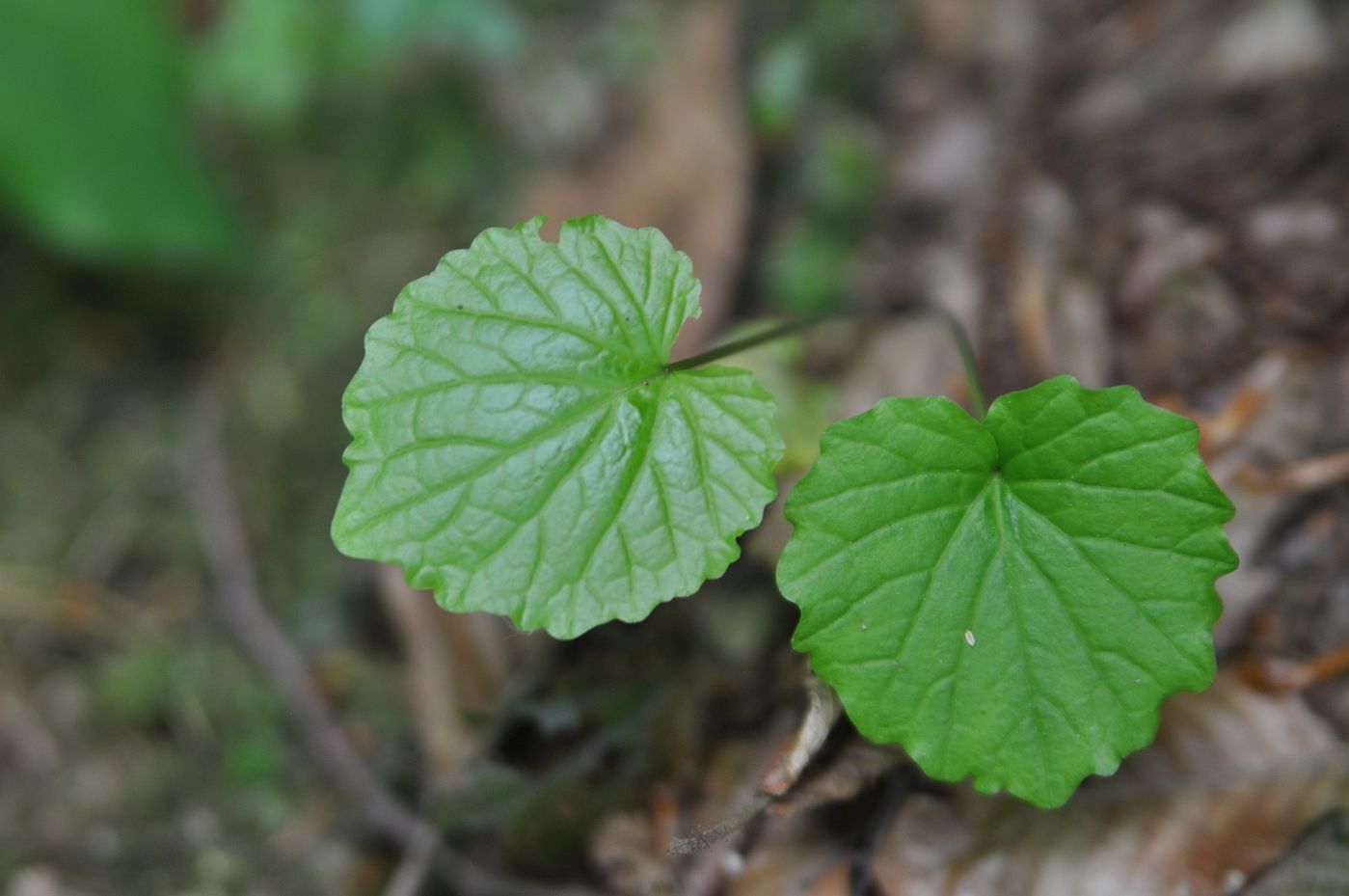 Image of Pachyphragma macrophyllum specimen.