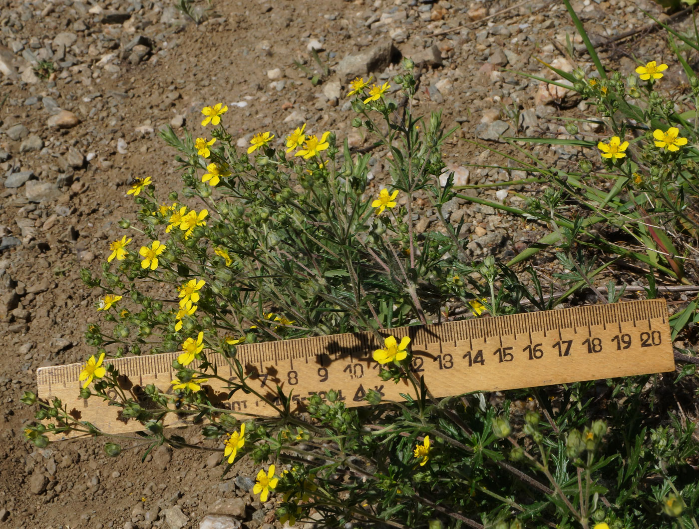 Изображение особи Potentilla canescens.