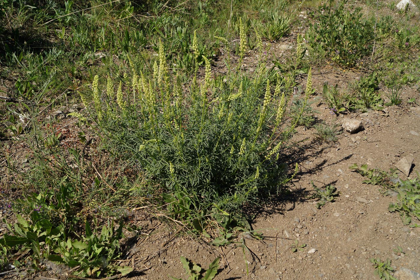 Image of Reseda lutea specimen.