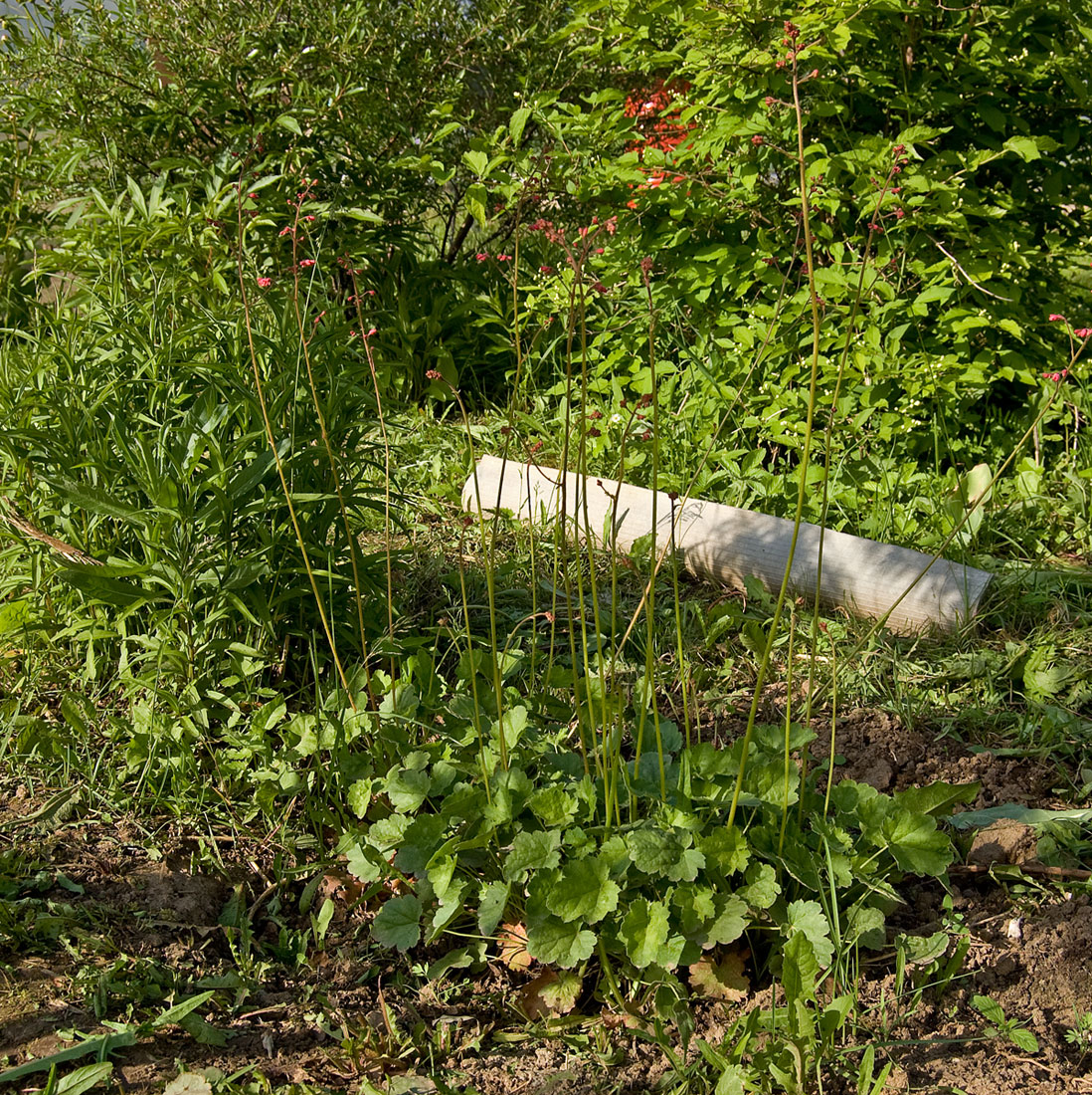 Image of Heuchera sanguinea specimen.