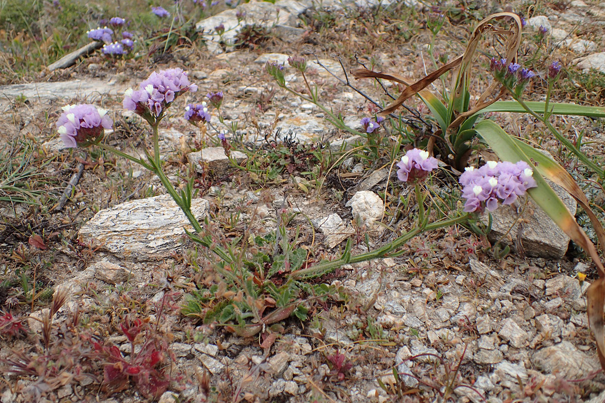 Изображение особи Limonium sinuatum.