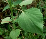 Cyclachaena xanthiifolia