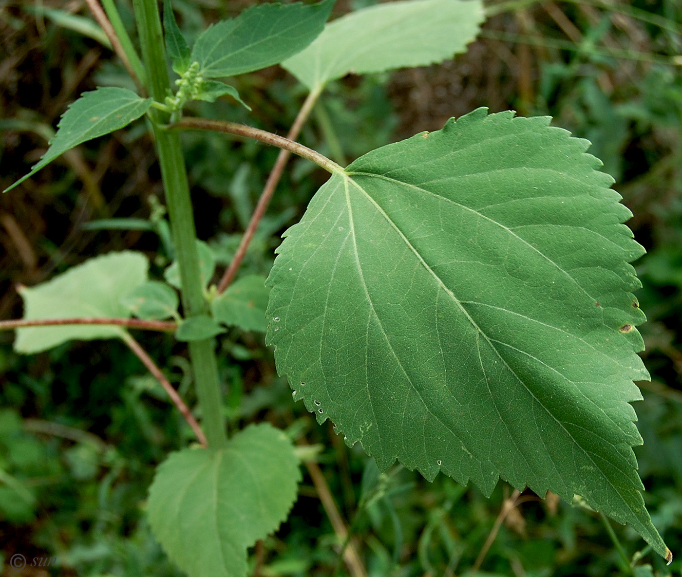 Image of Cyclachaena xanthiifolia specimen.