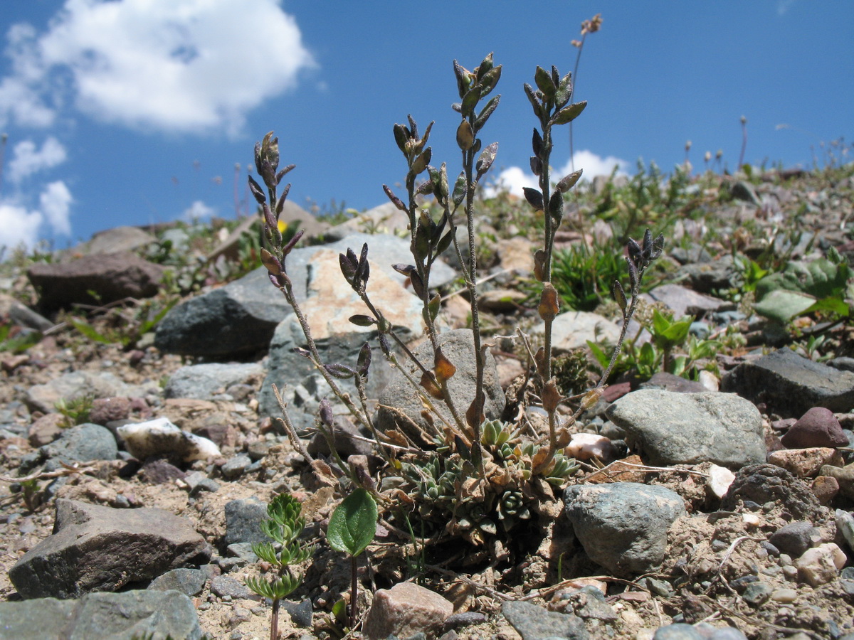 Image of Draba cana specimen.