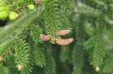 Picea orientalis. Верхушка побега с микростробилами. Грузия, Боржоми-Харагаульский национальный парк, маршрут №1; гребень отрога ≈ 1750 м н.у.м. 26.05.2018.