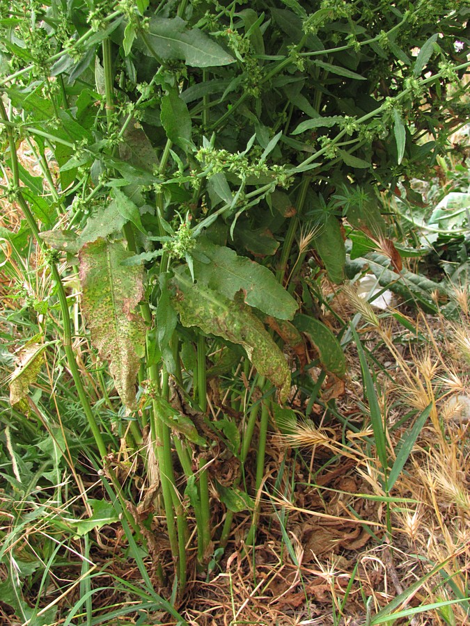 Image of Rumex pulcher specimen.