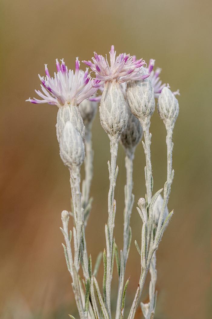 Image of Jurinea stoechadifolia specimen.