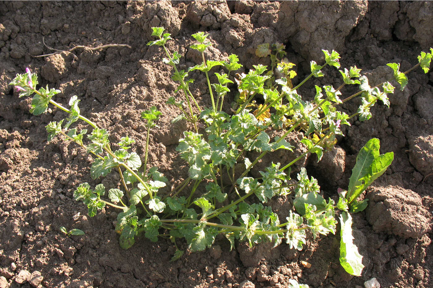 Image of Lamium amplexicaule specimen.