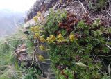 Saxifraga juniperifolia