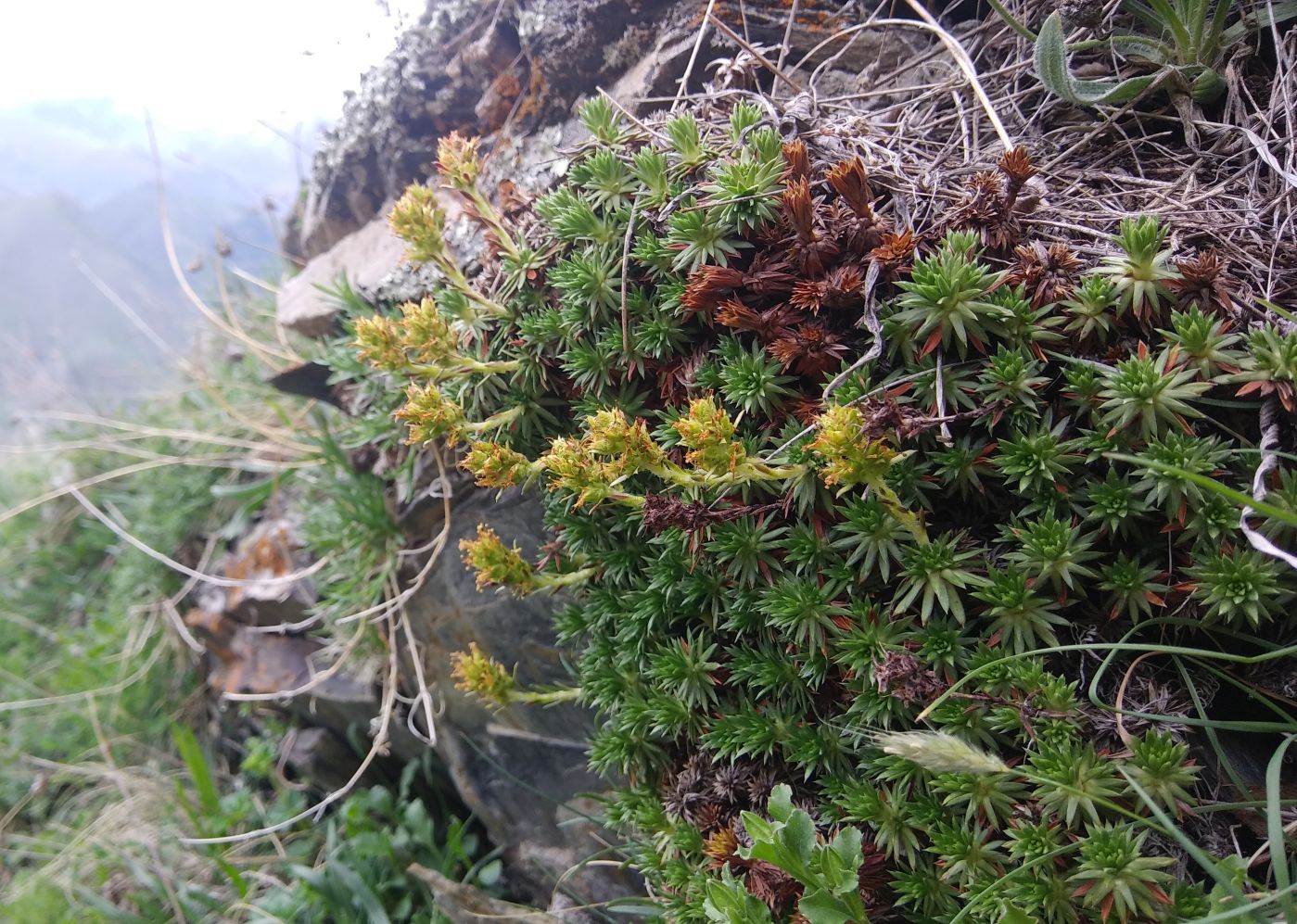 Image of Saxifraga juniperifolia specimen.