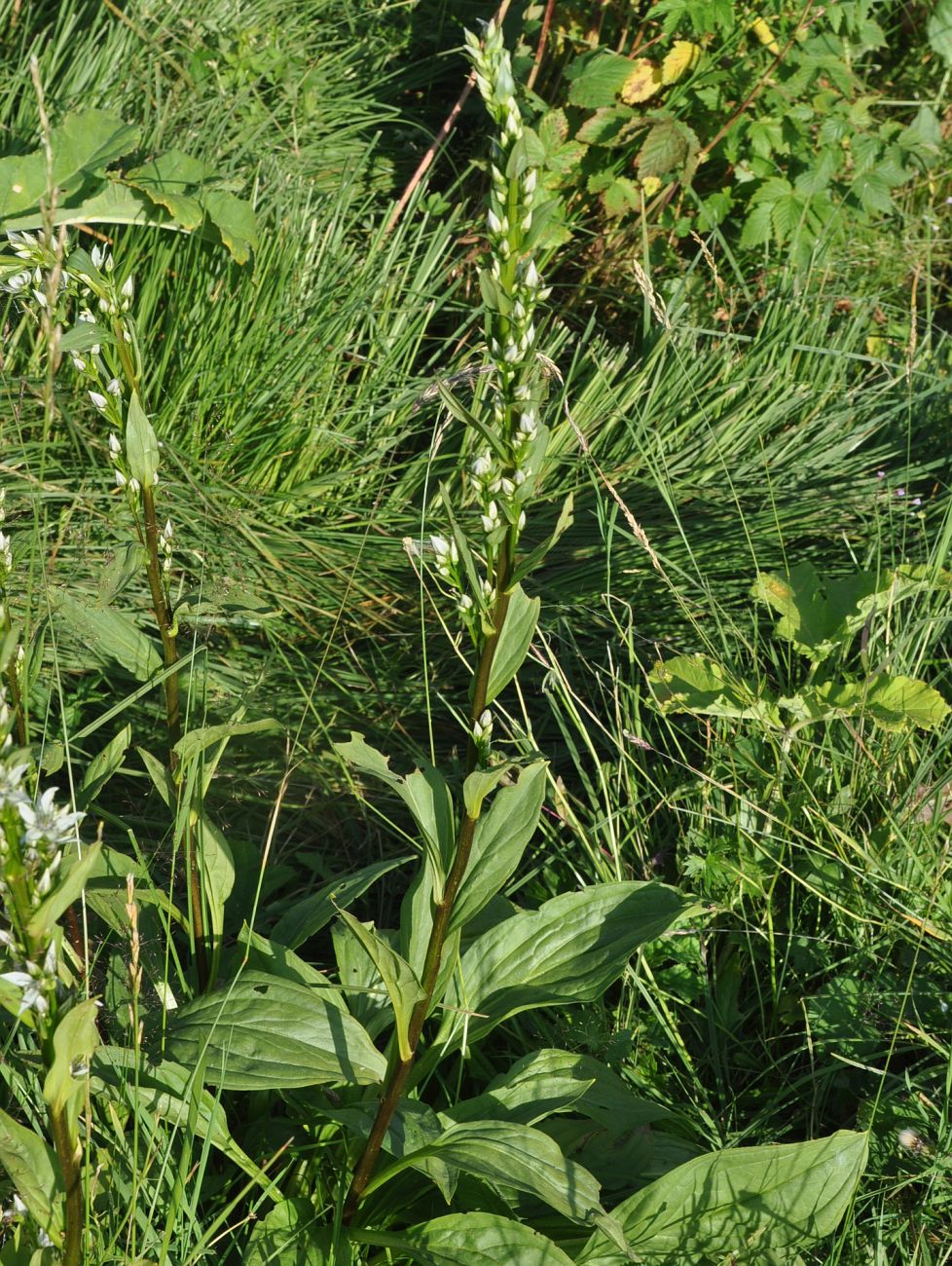 Image of Swertia iberica specimen.