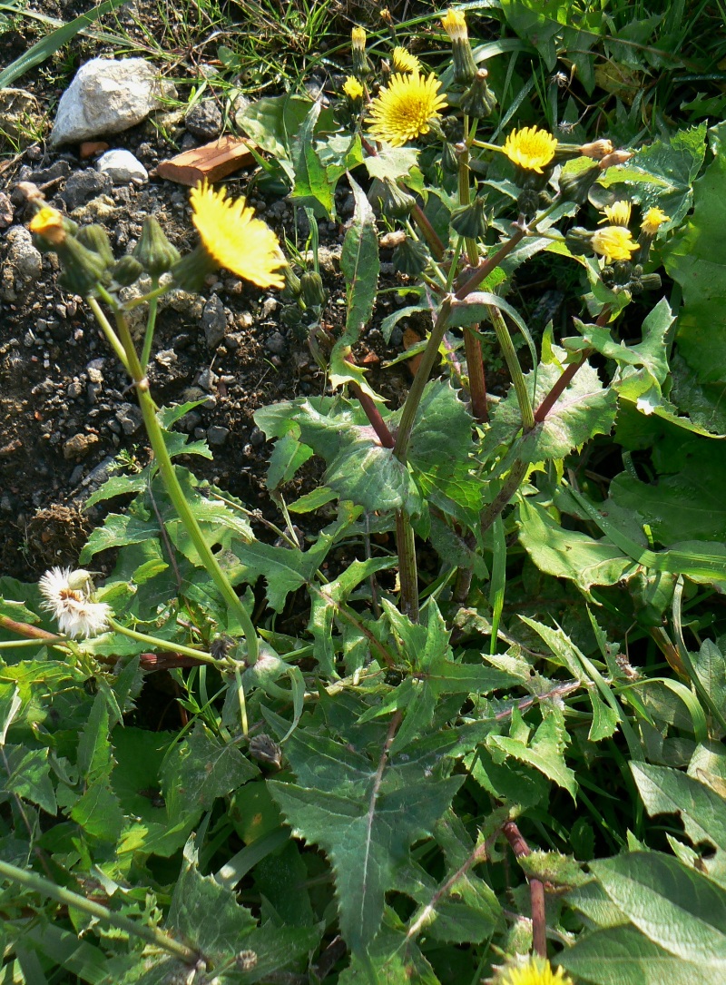 Изображение особи Sonchus oleraceus.