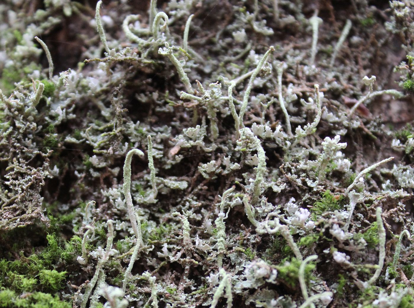 Изображение особи Cladonia rei.