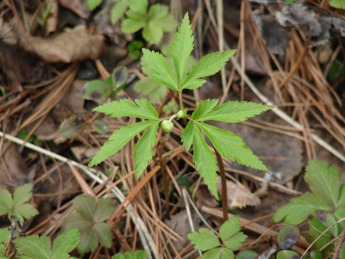 Изображение особи Anemone reflexa.