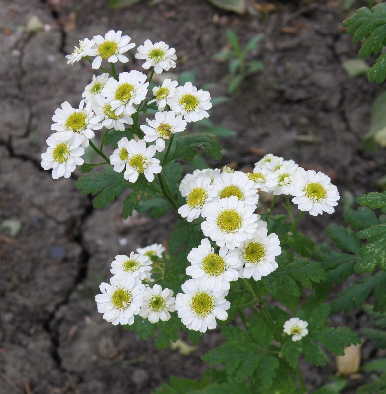 Изображение особи Pyrethrum parthenium.