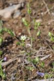 Arenaria serpyllifolia. Цветущее растение. Казахстан, Зап. Тянь-Шань, зап. оконечность Таласского Алатау, правая кромка каньона Машат, терраса на конгломерате. 21.04.2018.