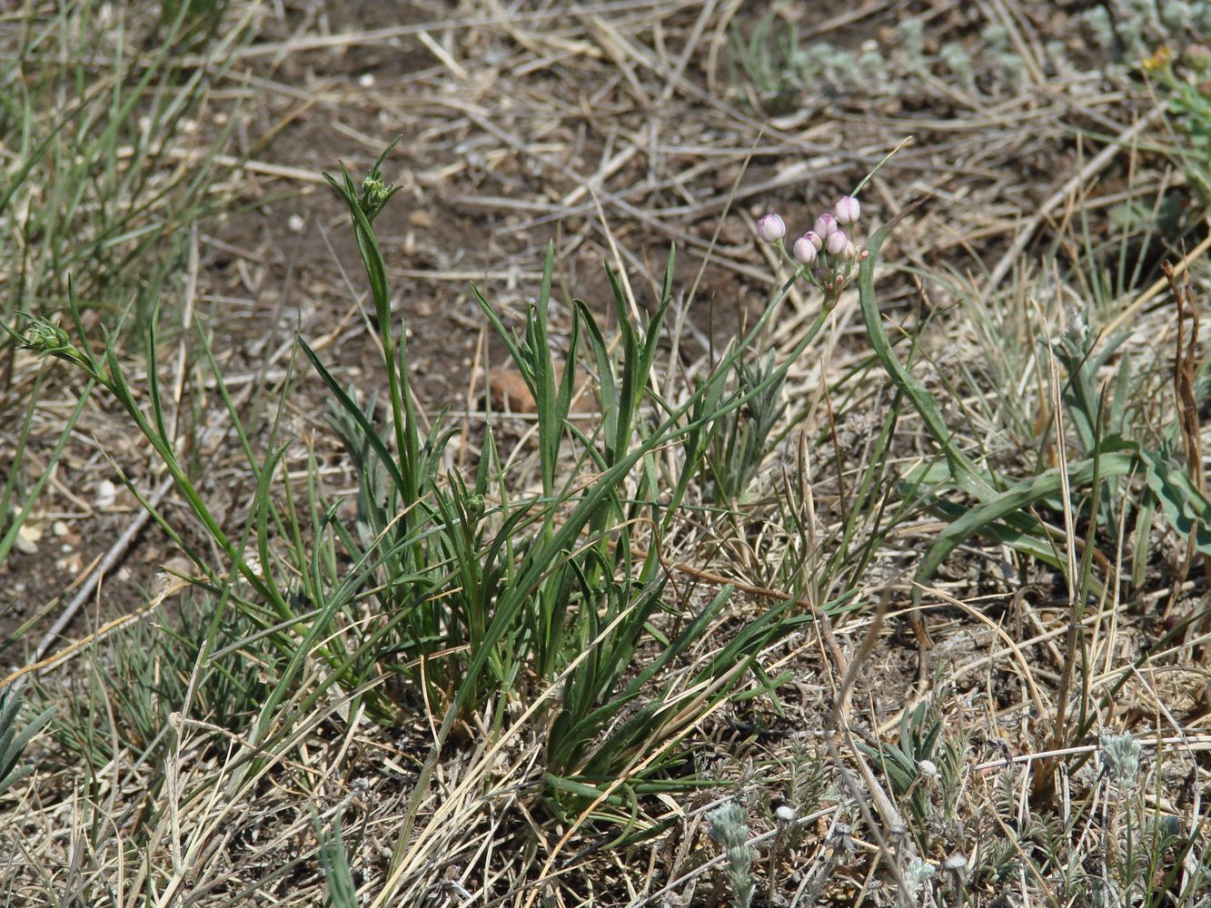 Image of Allium tenuissimum specimen.