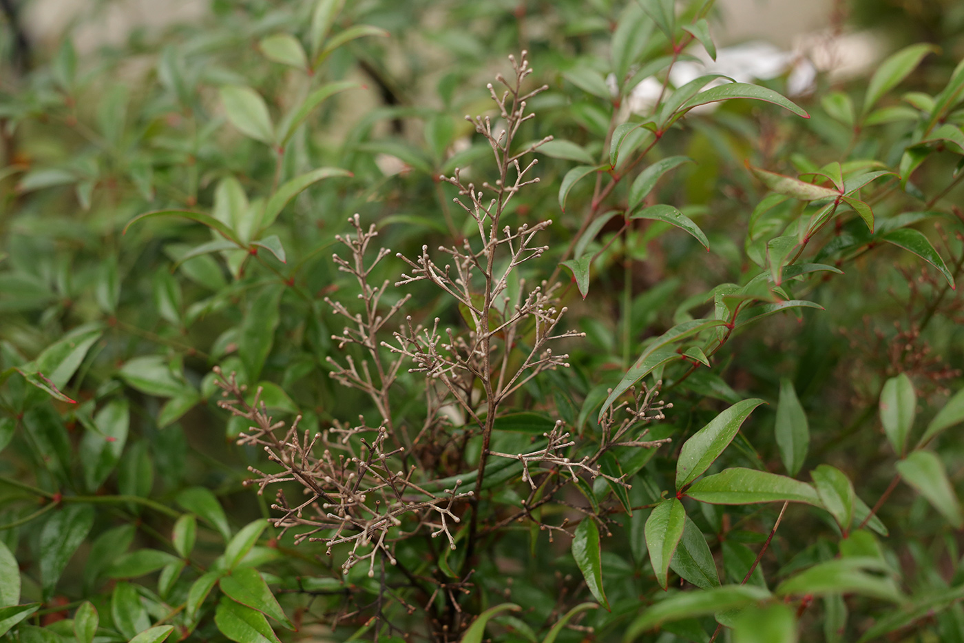 Image of Nandina domestica specimen.