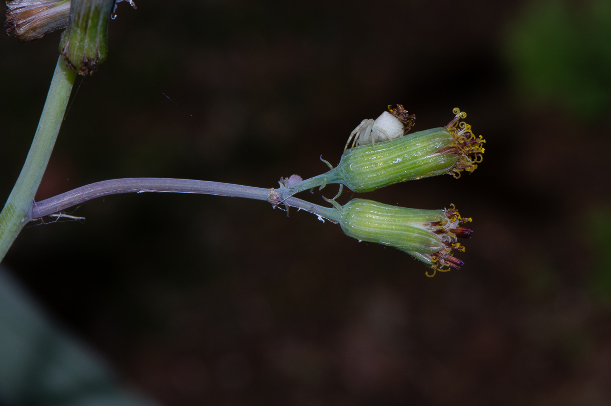 Изображение особи Kleinia articulata.