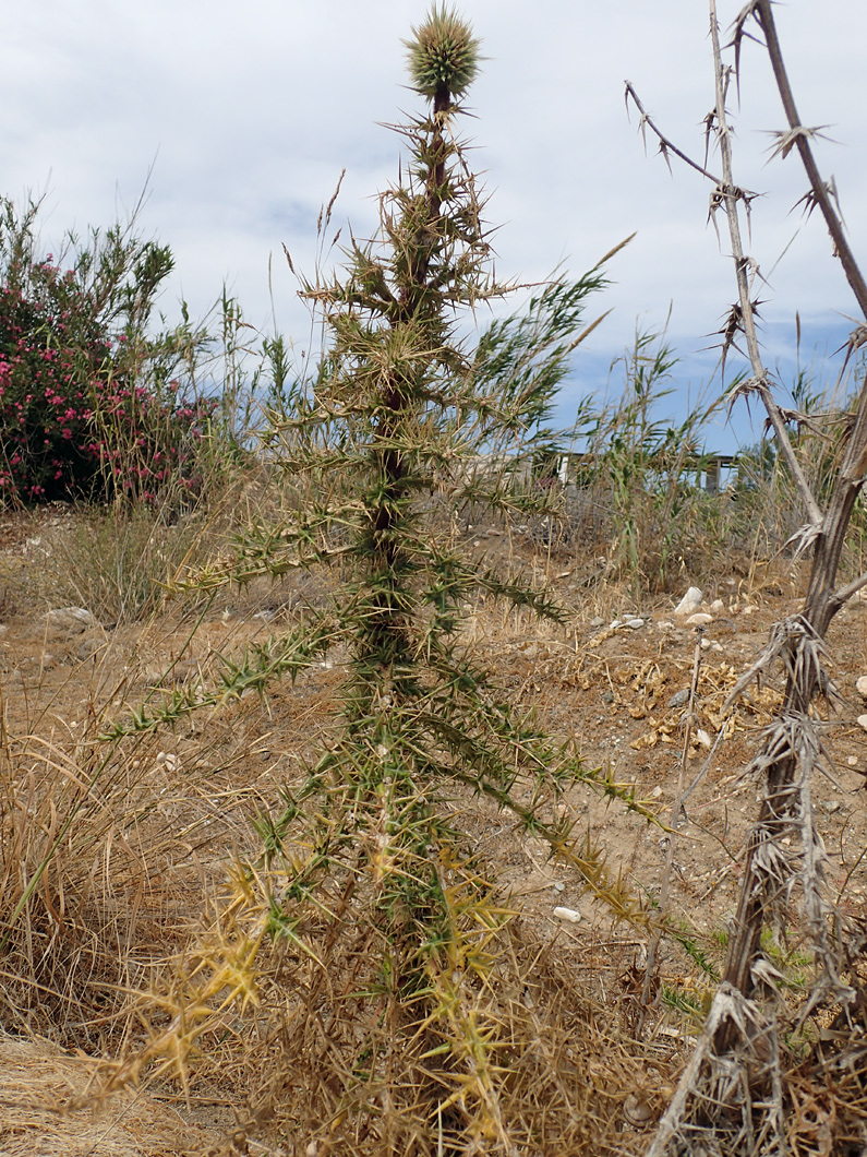 Image of Echinops spinosissimus specimen.