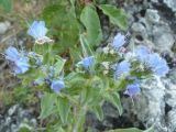 Echium vulgare. Соцветие. Южный Берег Крыма, Ялта, ущелье Уч-Кош. 20.06.2010.