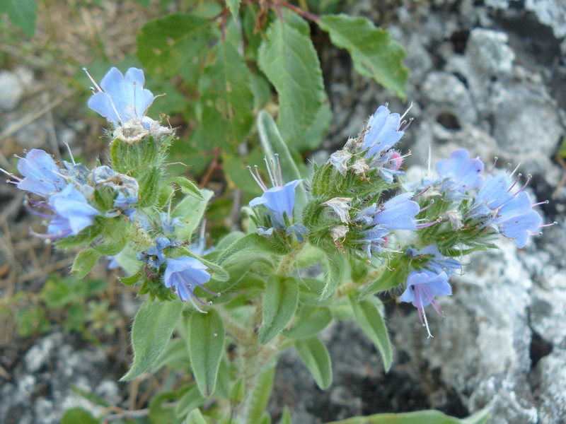 Изображение особи Echium vulgare.