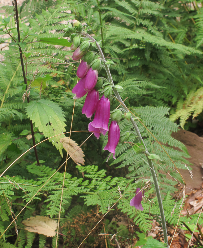 Image of Digitalis purpurea specimen.