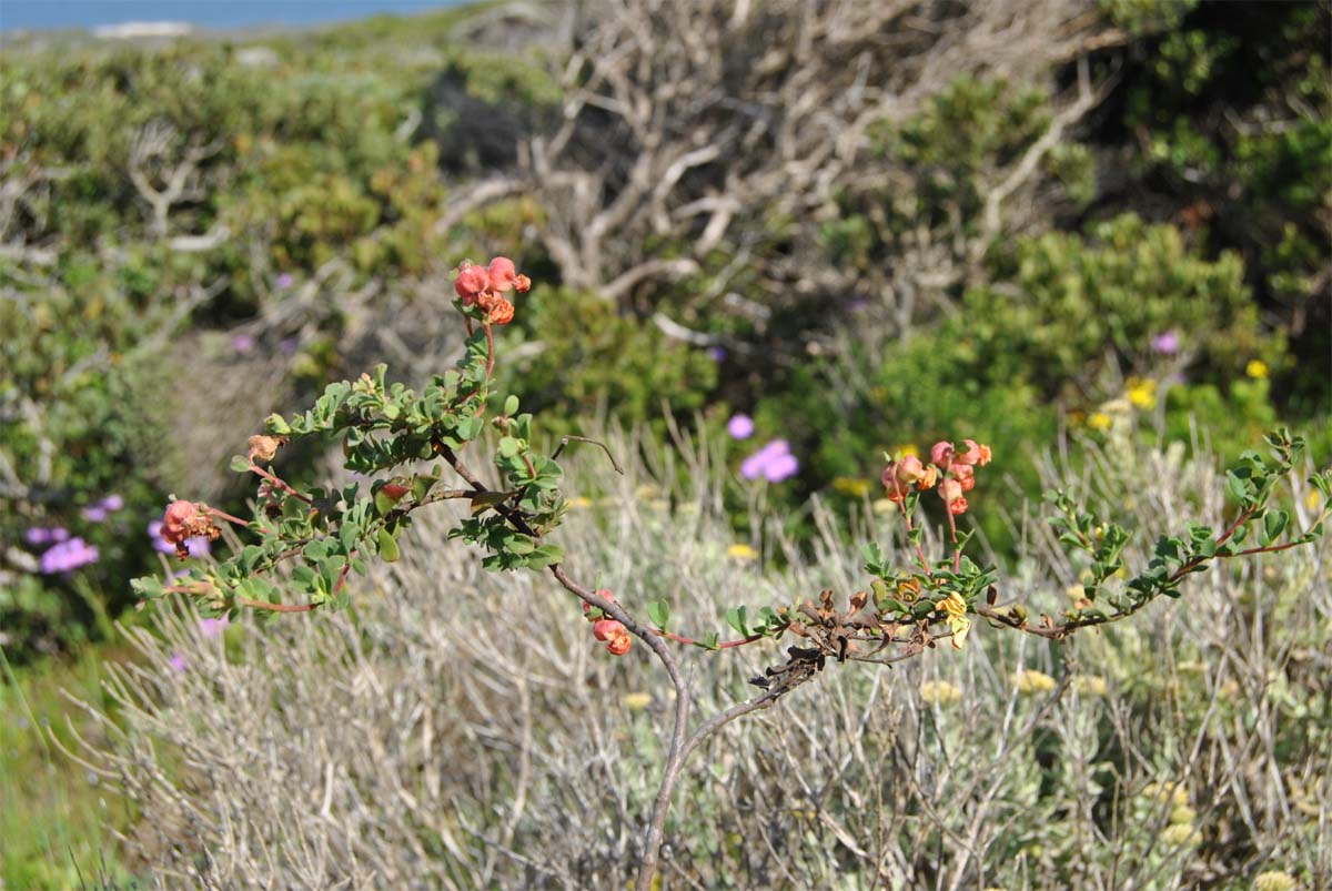 Изображение особи Hermannia ternifolia.