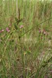 Carex extensa