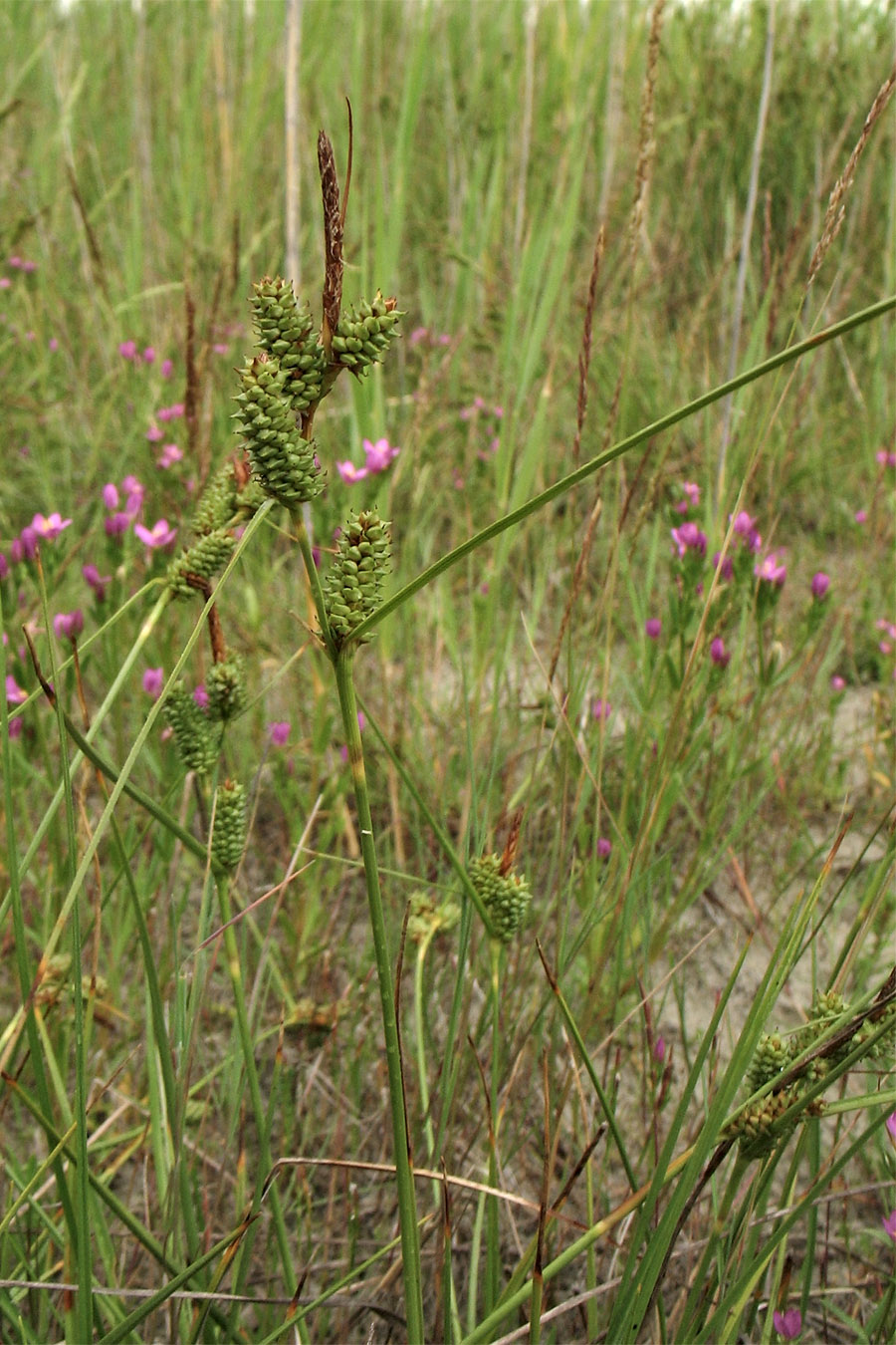 Image of Carex extensa specimen.