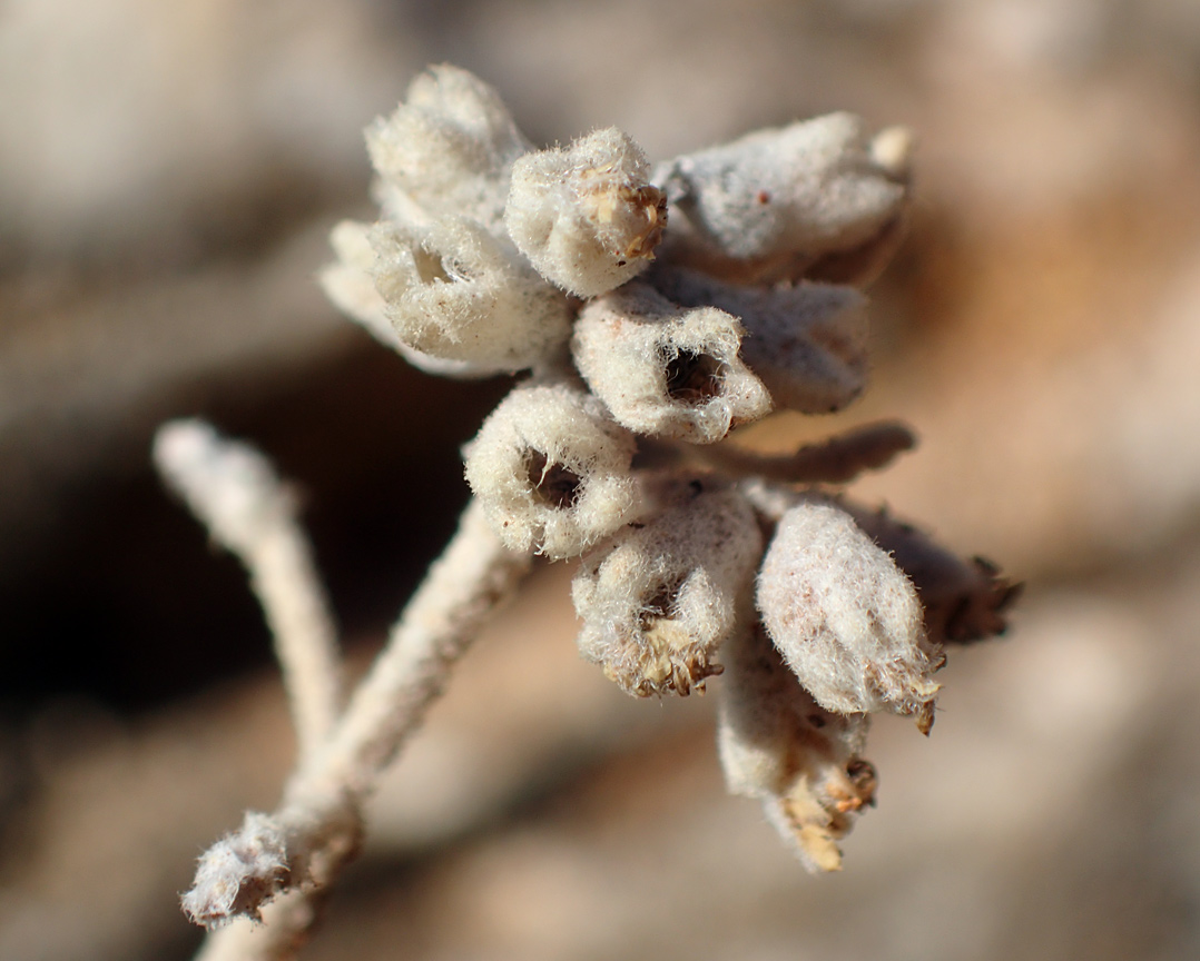 Image of Teucrium capitatum specimen.