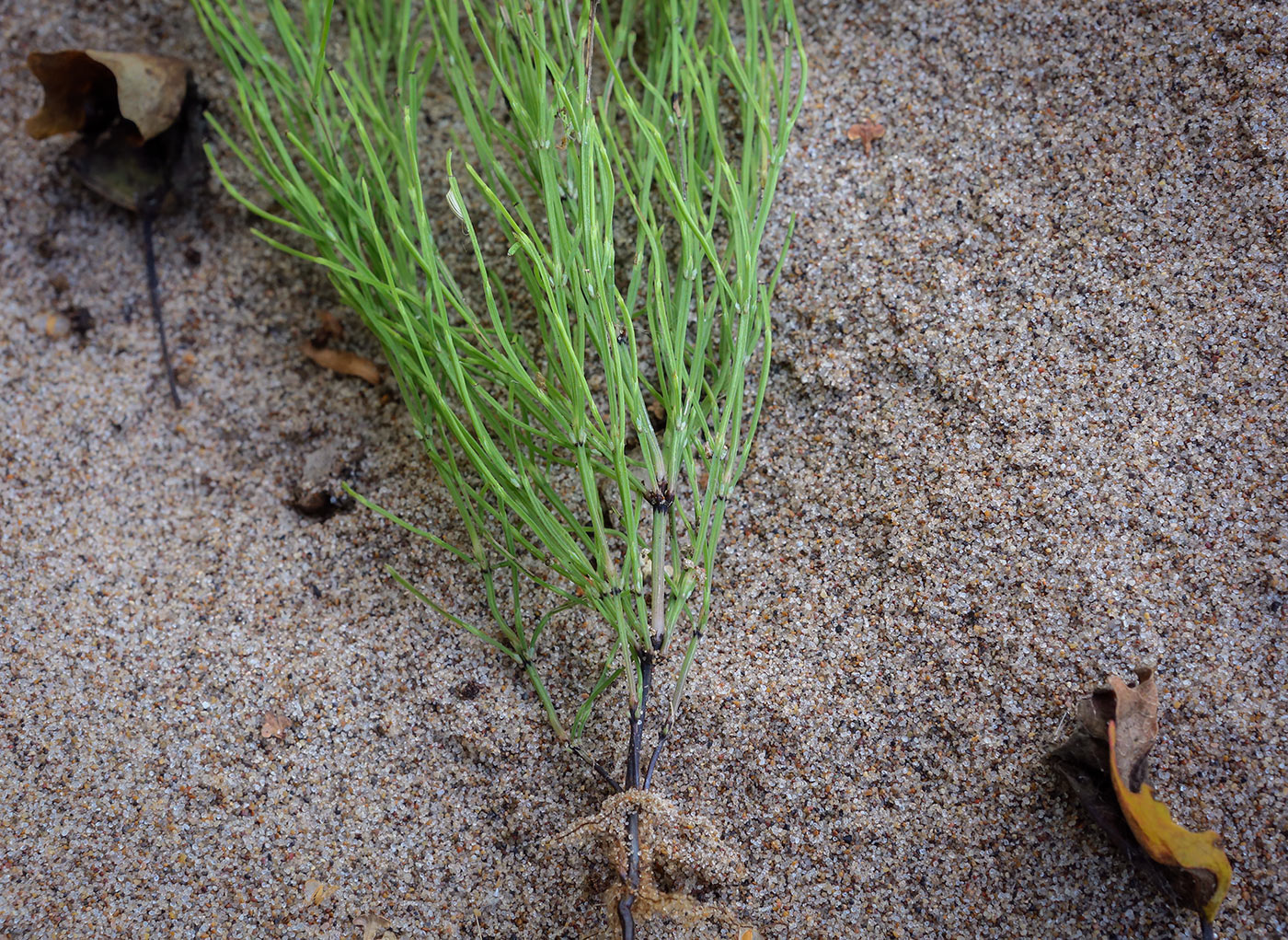 Изображение особи Equisetum arvense.