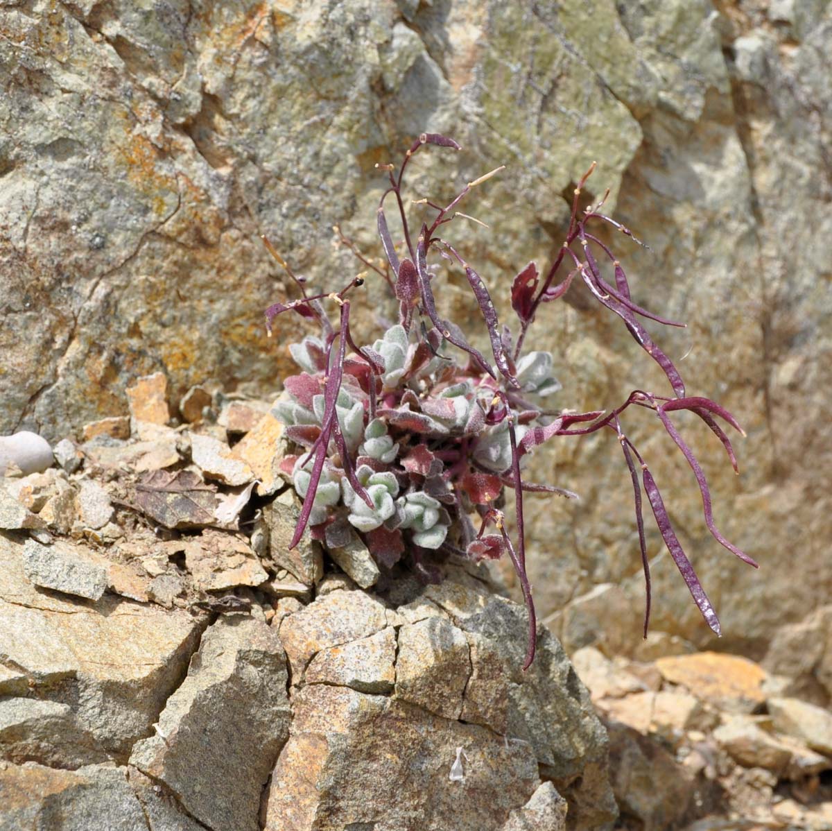 Image of Arabis purpurea specimen.