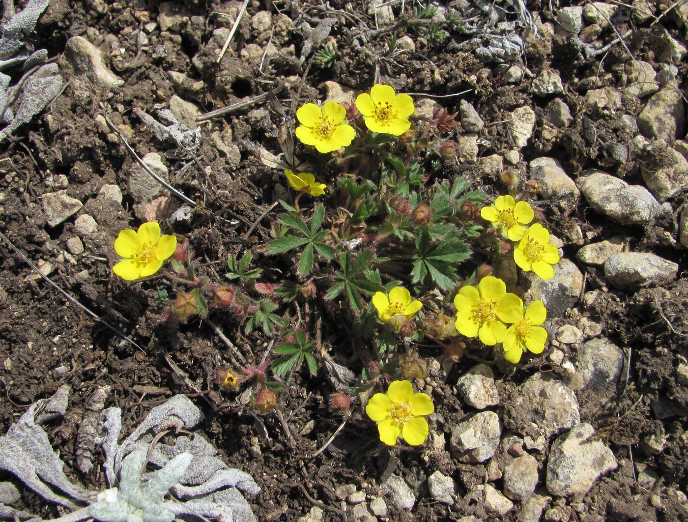 Image of Potentilla adenophylla specimen.