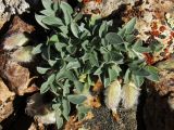 Astragalus kasachstanicus ssp. coloratus
