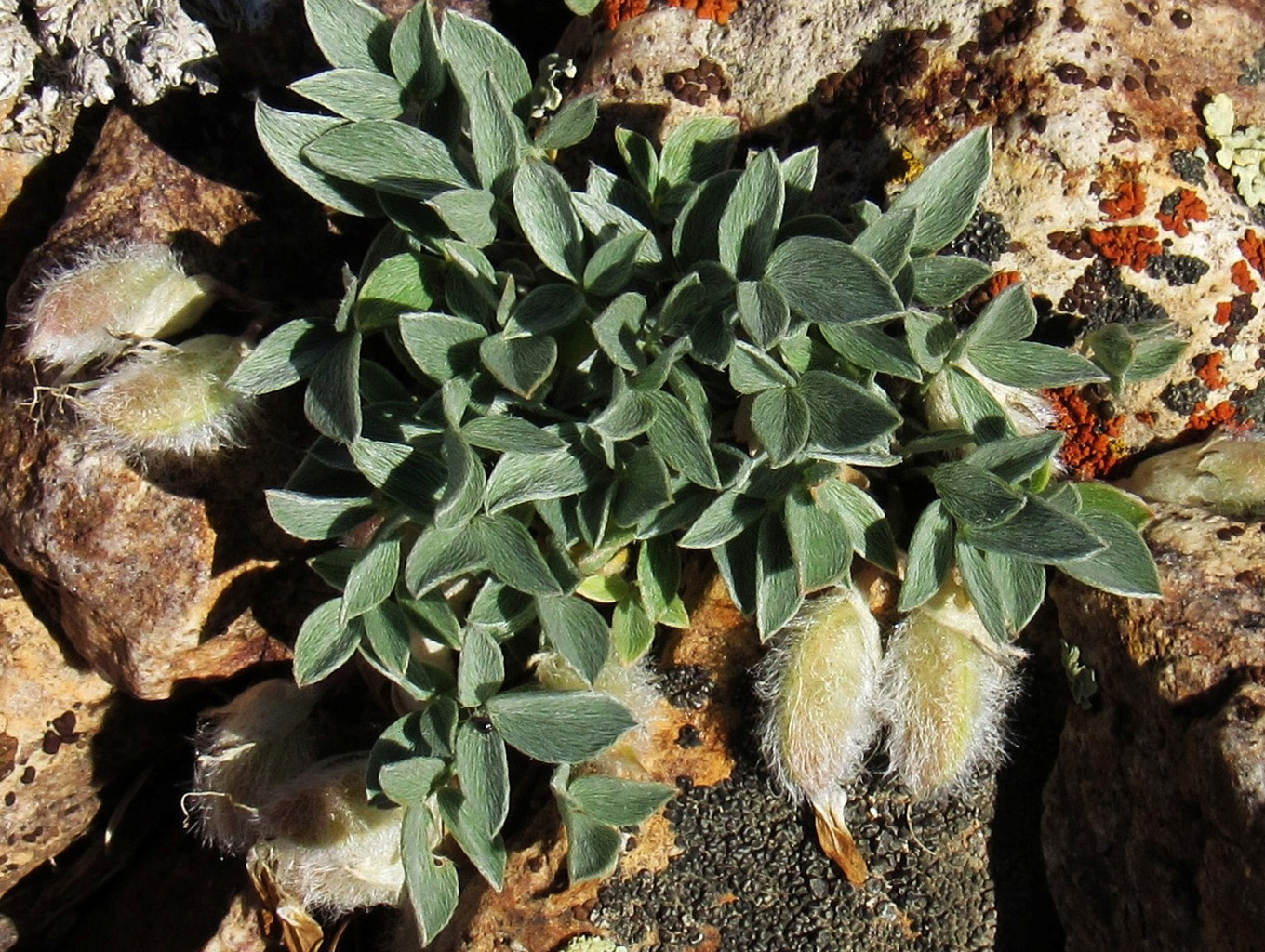 Изображение особи Astragalus kasachstanicus ssp. coloratus.