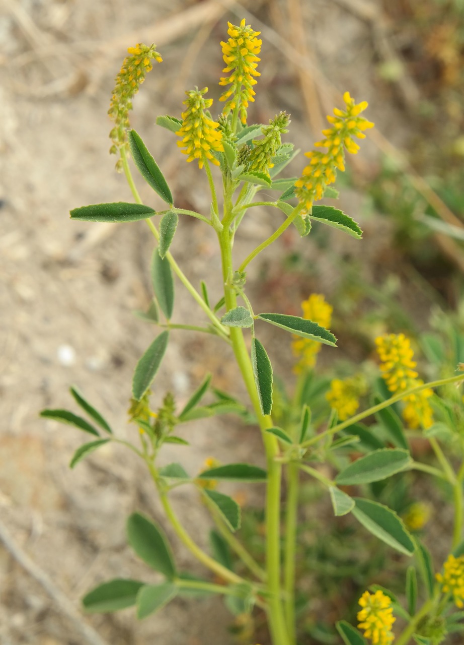 Изображение особи Melilotus indicus.