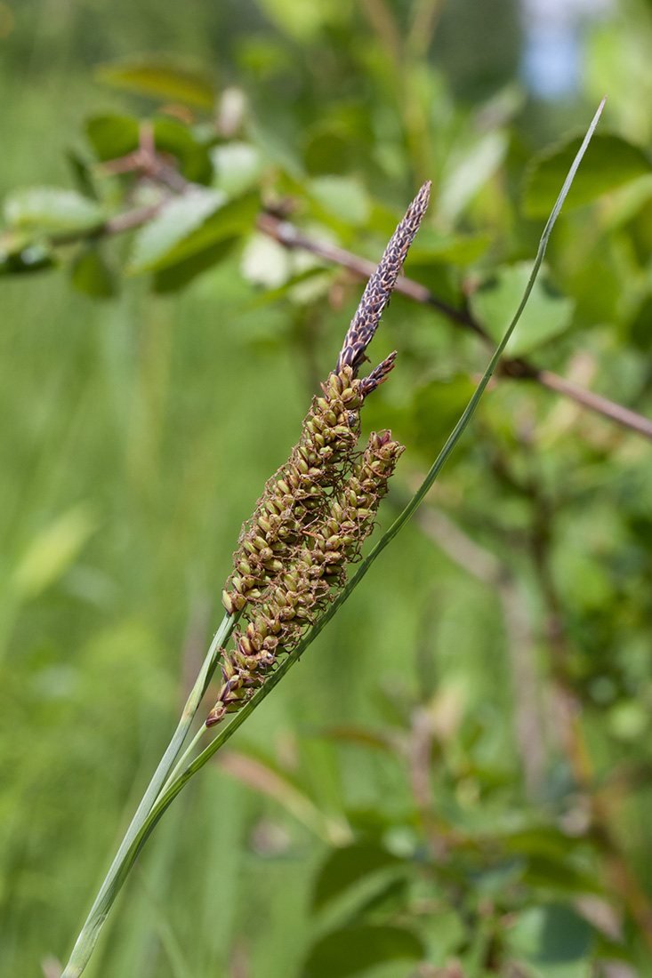 Изображение особи Carex flacca.