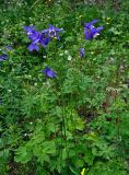 Aquilegia sibirica