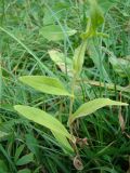 Inula britannica