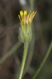 Crepis rhoeadifolia