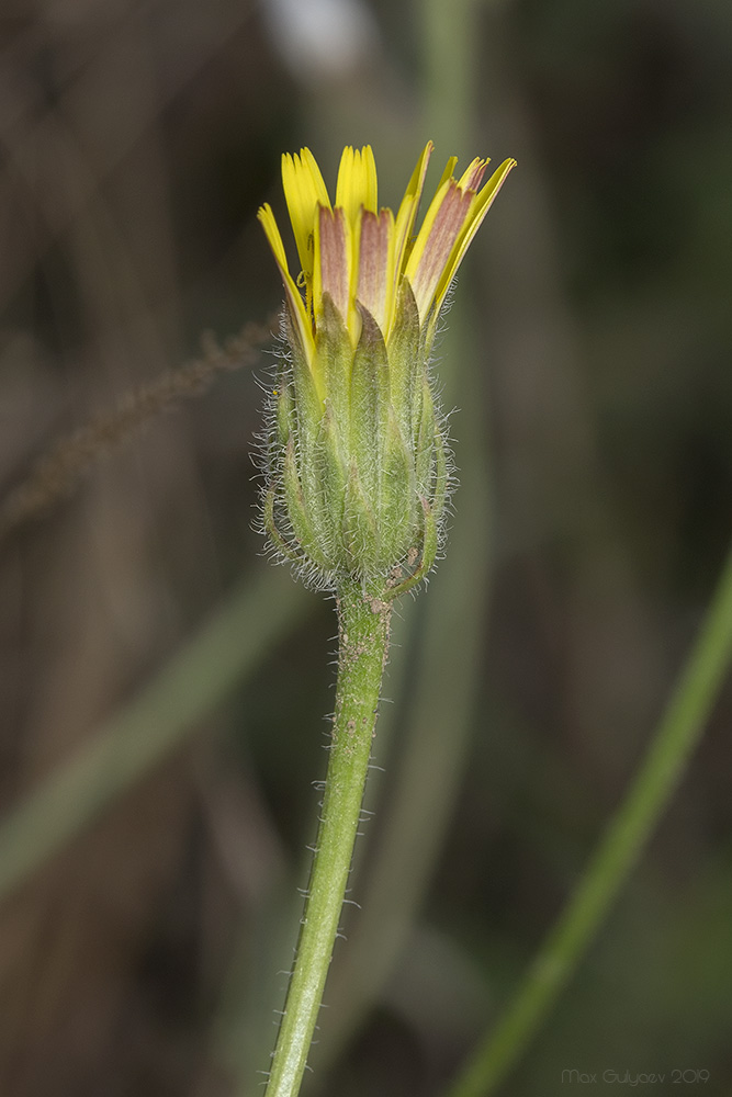 Изображение особи Crepis rhoeadifolia.