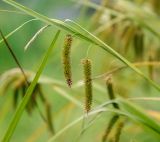 Carex pseudocyperus