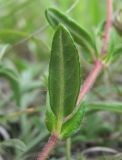 genus Helianthemum